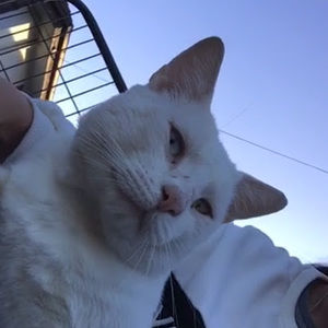 Meet your Posher, Calvin